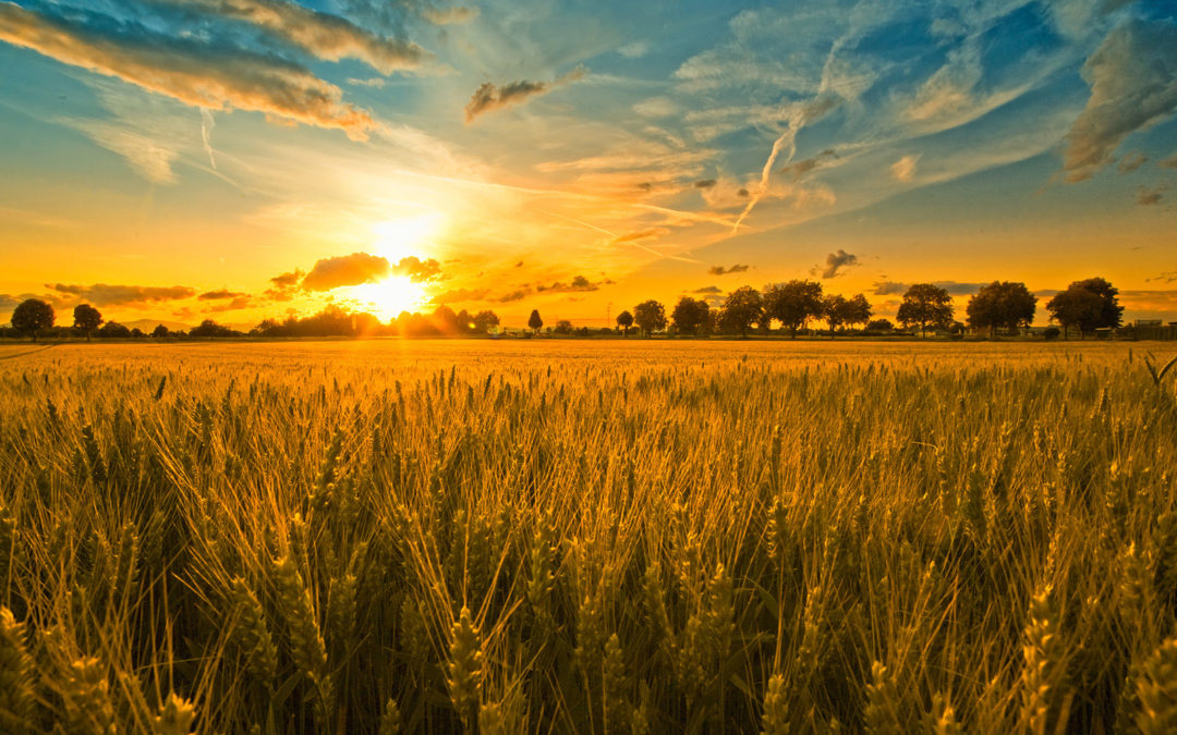 Sostegno alla filiera Agricola con Fondo Perduto al 75%